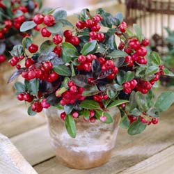 Gaulthérie couchée, Thé des bois / Gaultheria procumbens